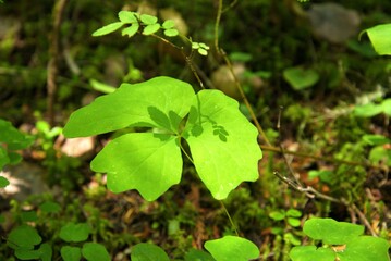 Close up of the shadow of a native rose plant branch on large green leaves of a Vanilla Leaf (Achlys triphylla) growing out of the forest floor.