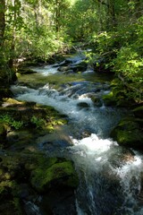 The Falls Creek Fall, with water flowing through a lush woodland area, with treee branches and other foliage reflecting in the still water. 