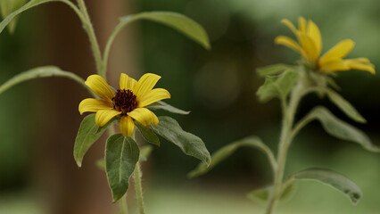 Close-up of Yellow Wildflowers in a Natural Setting