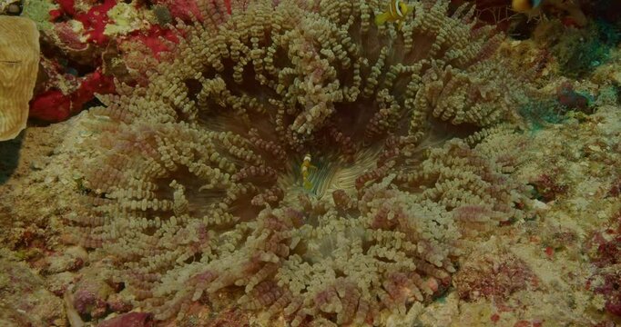 Clarks anemonefish with very young juvenile.