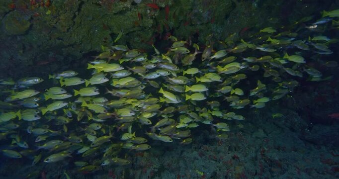 Congregation of bluestripe snappers under ledge.
