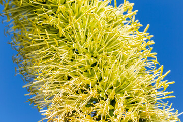 Agave attenuata, also called the foxtail or lion's tail agave or the swan's neck agave