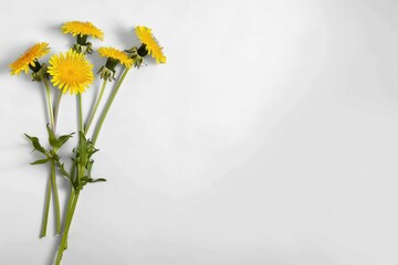 Three stems and flowers of the small-cup daffodil cultivar Pink Rim against a white background. Beautiful simple AI generated image
