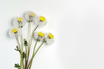 Obraz premium Three stems and flowers of the small-cup daffodil cultivar Pink Rim against a white background. Beautiful simple AI generated image