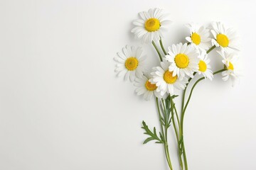 Three stems and flowers of the small-cup daffodil cultivar Pink Rim against a white background. Beautiful simple AI generated image