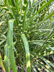 Large grasses close up. Blades have interesting spotted coloring. 
