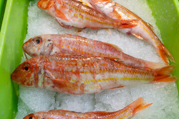 Assortment of fresh daily catch of fish on ice on fish market in Brittany, France, English translation: differens French names of fish, red snapper