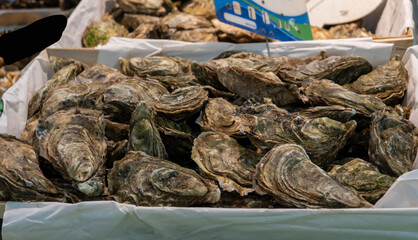 Fresh live different sizes oysters Fine de Claires in market hall ready to be eaten for lunch from...