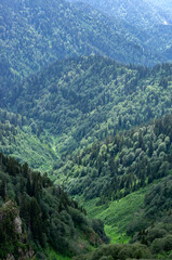 Obraz premium Closeup view of mountains covered in green fir trees.