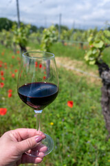 Tasting of red Cahors wine on vineyard, summer in Cahors wine making region in France, weekend background