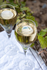 Tasting of brut champagne sparkling wine outdoor with view on pinot noir gran cru vineyards of famous champagne houses in Montagne de Reims by Verzenay, Champagne, France
