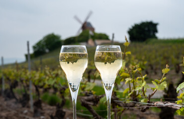 Tasting of brut champagne sparkling wine outdoor with view on pinot noir gran cru vineyards of famous champagne houses in Montagne de Reims by Verzenay, Champagne, France