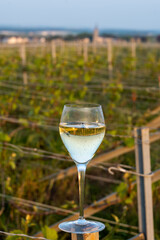 Tasting of grand cru sparkling brut white wine champagne on sunny vineyards of Cote des Blancs in village Cramant, Champagne, France, glass of wine on vineyard