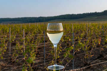 Tasting of grand cru sparkling brut white wine champagne on sunny vineyards of Cote des Blancs in village Cramant, Champagne, France, glass of wine on vineyard