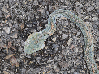Snake corpse was crushed by a car on the road.