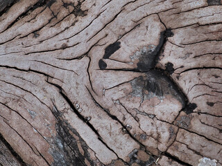 Mushrooms growing on decaying logs