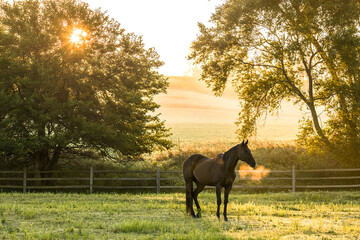 A brown horse with steaming breath, standing in a pasture with tress at sunrise on a foggy morning. 