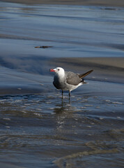 seagull on the beach