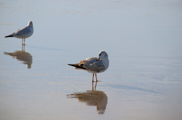 seagull on the beach