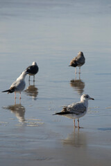 seagull on the beach