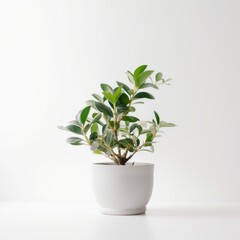 Obraz premium Minimalist Indoor Plant in White Pot Against White Background â€“ Perfect for Modern Home Decor and Botanical Projects