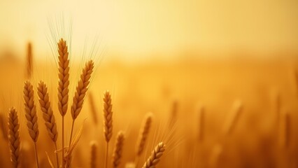 Golden wheat stalks in a sunlit field during early morning