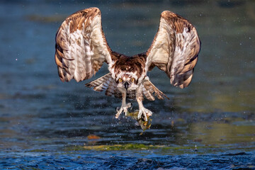 Osprey Hawk with Catch