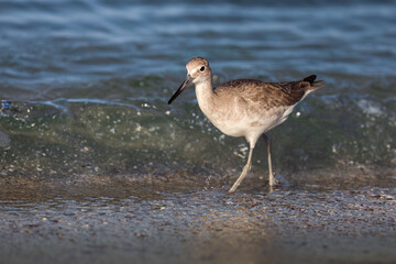 Willet Sandpiper on the beach