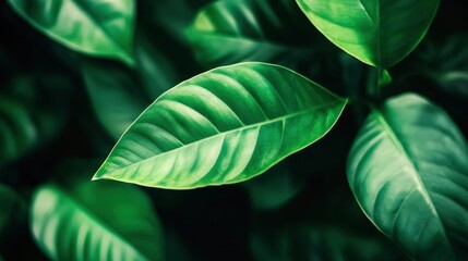 closeup nature view of green leaf in garden, dark wallpaper concept, nature background, tropical leaf , ai