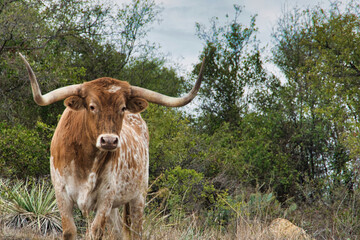 Texas Longhorn cattle Fort Griffin Texas