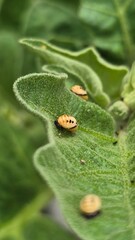 Coccinella septempunctata pupa on green leaf.