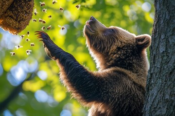 A curious bear reaching for a beehive in a tree.