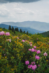 Mountain Blooming Landscape 