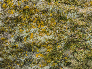 close up view of yellowish moss on the rock, natural rock texture and pattern image. Grunge texture