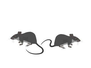 Niviventer hinpoon on a white background.