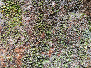 close up view of yellowish moss on the rock, natural rock texture and pattern image. Grunge texture