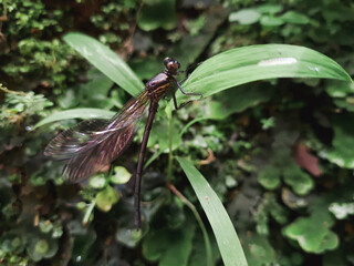 common black banded dragonfly or euphaeidae decorata perching on a plant.