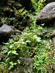 some of wild plant and flowers growing at stone in the nature. tropical plant and moss in the rain forest.