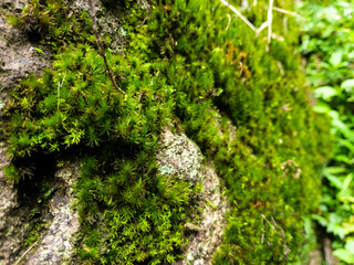 close up view of green moss on the rock, natural rock texture and pattern image. Grunge texture