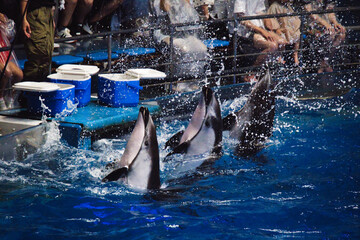 品川のアクアパークのイルカショー