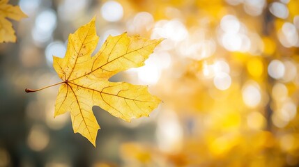 Obraz premium Close-up of a yellow autumn leaf. A bright orange tree changes with a blurred bokeh background. Golden colors in the park on a light, sunny, and warm October day. generative ai