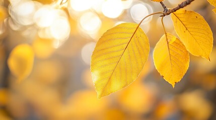 Fototapeta premium Close-up of a yellow autumn leaf. A bright orange tree changes with a blurred bokeh background. Golden colors in the park on a light, sunny, and warm October day. generative ai