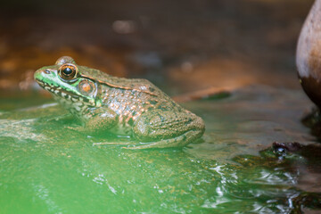 frog in the pond