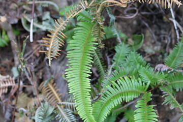 Dark green fern fronds