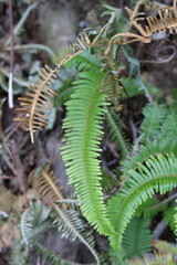 Dark green fern leaves