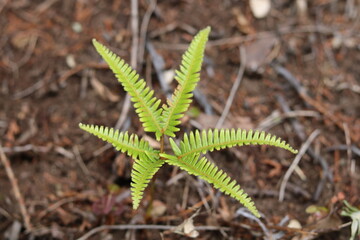 Fern shaped like star