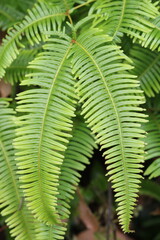 Elongated green fern leaves
