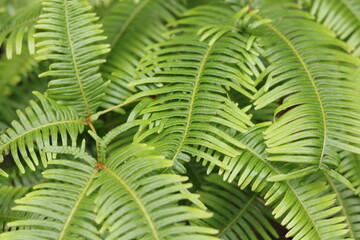 Overgrown green ferns