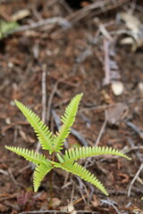 Fern in the shape of a starfish