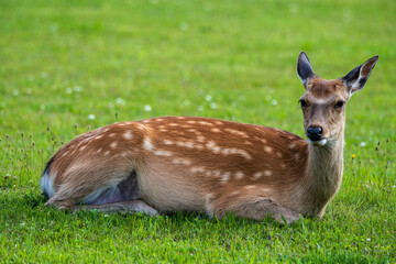 芝生で休むエゾシカ